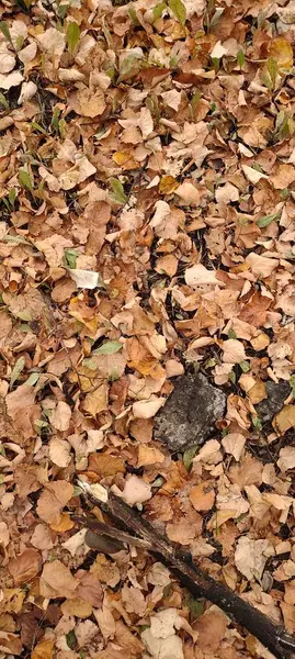 Autumn Leaf Fall Lot Yellow Red Maroon Leaves Lying Ground — Stock Photo, Image