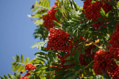 Yeşil, kırmızı, kahverengi, sarı ve bordo yapraklı Rowan meyveleri. Sonbaharın başı ve sonu.