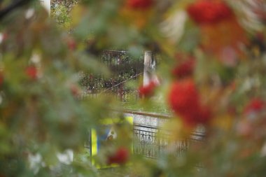 Yeşil, kırmızı, kahverengi, sarı ve bordo yapraklı Rowan meyveleri. Sonbaharın başı ve sonu.