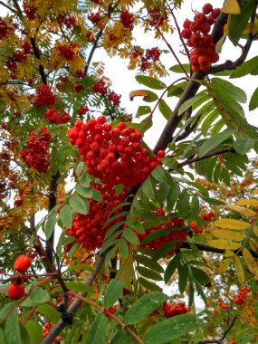 Yeşil, kırmızı, kahverengi, sarı ve bordo yapraklı Rowan meyveleri. Sonbaharın başı ve sonu.