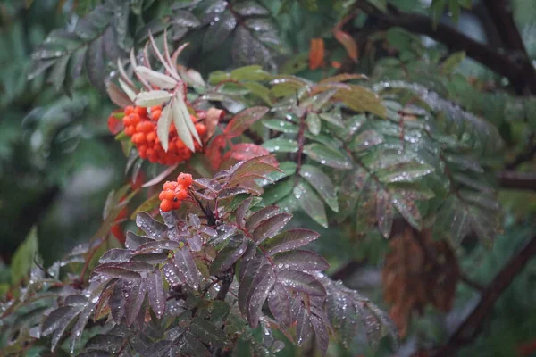 Vogelbeeren Auf Einem Hintergrund Aus Grünen Roten Braunen Gelben Und — Stockfoto