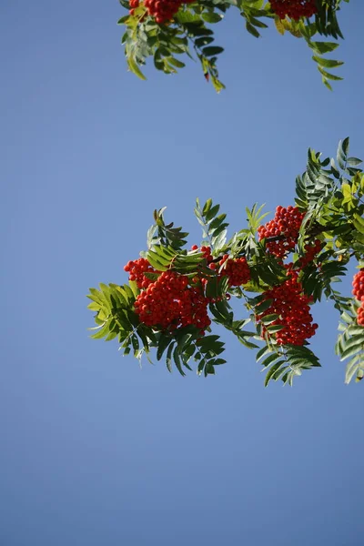 Baies Rowan Sur Fond Feuilles Vertes Rouges Brunes Jaunes Bordeaux — Photo