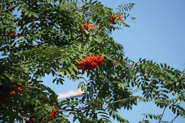 Bagas Rowan Contexto Folhas Verdes Vermelhas Marrons Amarelas Borgonhentas Início — Fotografia de Stock