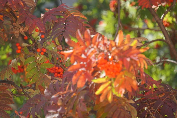 罗文浆果的背景是绿色 黄色和勃艮第的叶子 早秋晚秋 — 图库照片