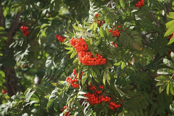 Jagody Rowan Tle Zielonych Czerwonych Brązowych Żółtych Burgundowych Liści Wczesna — Zdjęcie stockowe