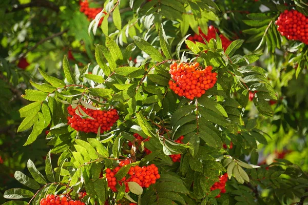 Bagas Rowan Contexto Folhas Verdes Vermelhas Marrons Amarelas Borgonhentas Início — Fotografia de Stock