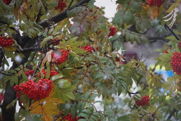 Yeşil Kırmızı Kahverengi Sarı Bordo Yapraklı Rowan Meyveleri Sonbaharın Başı — Stok fotoğraf