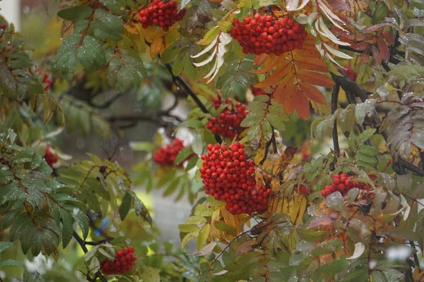 Bagas Rowan Contexto Folhas Verdes Vermelhas Marrons Amarelas Borgonhentas Início — Fotografia de Stock