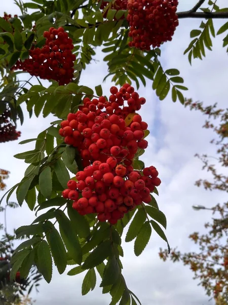 Vogelbeeren Auf Einem Hintergrund Aus Grünen Roten Braunen Gelben Und — Stockfoto