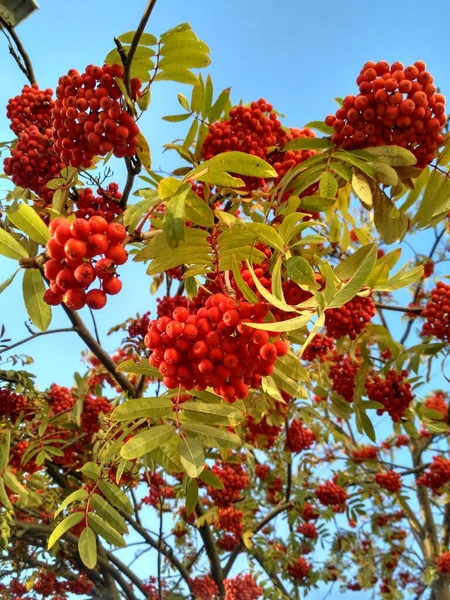 Bagas Rowan Contexto Folhas Verdes Vermelhas Marrons Amarelas Borgonhentas Início — Fotografia de Stock