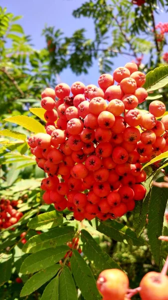 Bayas Rowan Sobre Fondo Hojas Verdes Rojas Marrones Amarillas Borgoña — Foto de Stock