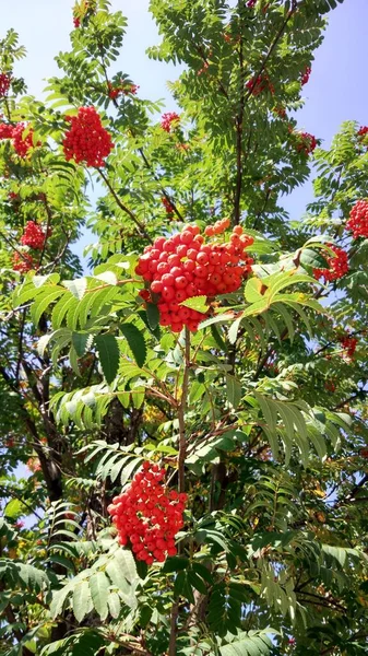 열매는 빨간색 노란색 부르군 잎사귀를 배경으로 초가을 과늦은 — 스톡 사진