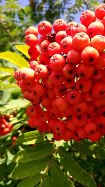 Bagas Rowan Contexto Folhas Verdes Vermelhas Marrons Amarelas Borgonhentas Início — Fotografia de Stock