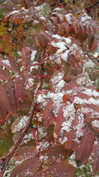 Βατόμουρα Rowan Φόντο Πράσινων Κόκκινων Καφέ Κίτρινων Και Βυσσινί Φύλλων — Φωτογραφία Αρχείου