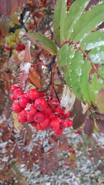 Baies Rowan Sur Fond Feuilles Vertes Rouges Brunes Jaunes Bordeaux — Photo