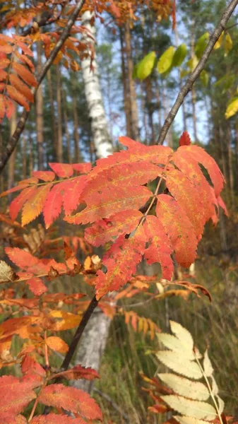 Baies Rowan Sur Fond Feuilles Vertes Rouges Brunes Jaunes Bordeaux — Photo