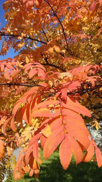 Bacche Rowan Uno Sfondo Foglie Verdi Rosse Marroni Gialle Bordeaux — Foto Stock