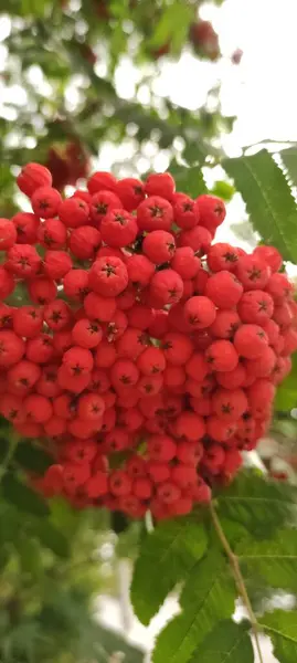 Bayas Rowan Sobre Fondo Hojas Verdes Rojas Marrones Amarillas Borgoña —  Fotos de Stock