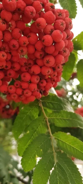 Baies Rowan Sur Fond Feuilles Vertes Rouges Brunes Jaunes Bordeaux — Photo