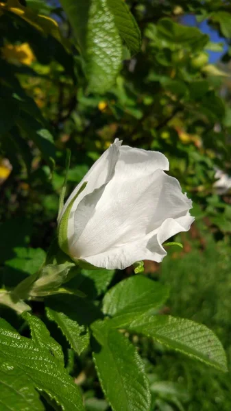 Weiße Hagebutten Blühen Anfang September Eine Weiße Blume Auf Einem — Stockfoto