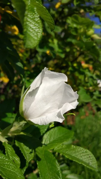 Λευκά Άνθη Τριανταφυλλιάς Στις Αρχές Σεπτεμβρίου Ένα Λευκό Λουλούδι Φόντο — Φωτογραφία Αρχείου