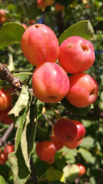 Sonbaharın başlarında, bahçelerde ve sokaklarda elmalar olgunlaşır..