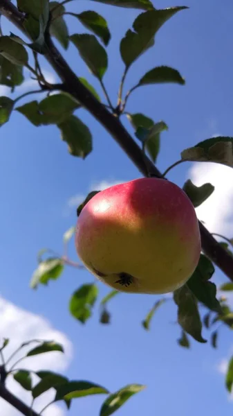 リンゴは庭や路地で熟しています — ストック写真
