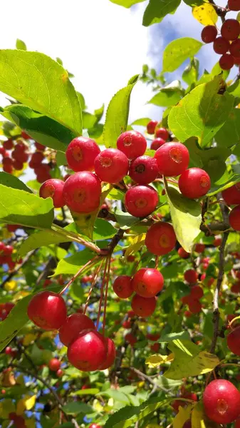Sonbaharın Başlarında Bahçelerde Sokaklarda Elmalar Olgunlaşır — Stok fotoğraf