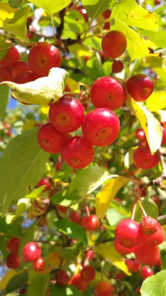 Début Automne Les Pommes Sont Mûres Dans Les Jardins Les — Photo