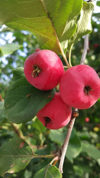 Início Outono Maçãs Estão Maduras Nos Jardins Becos — Fotografia de Stock