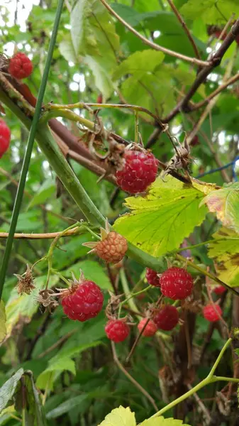 Rote Frische Saftige Reife Himbeeren — Stockfoto