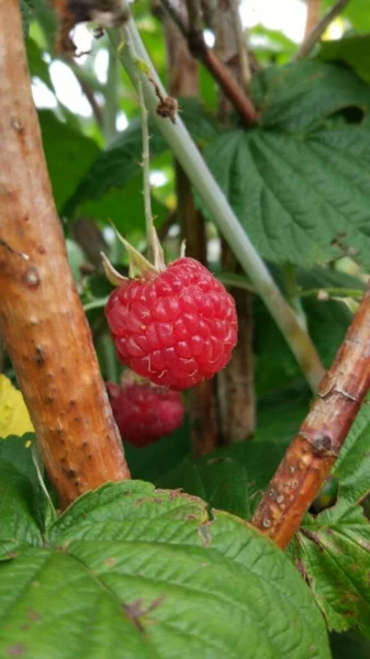 Framboises Rouges Fraîches Juteuses Mûres — Photo