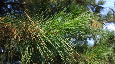 Köknar ağaçlarının tüylü büyük dalları. Bazen sonbaharda yeşil, sarı, kahverengi iğneler..