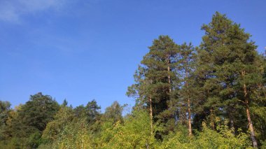 Sonbahar ormanı, sonbahar yaprakları, sonbahar ağaçları ve hava durumu. Her şey sonbaharda nefes alır, şimdi sonbahar zamanı..