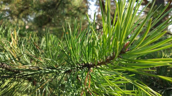 モミの木のクスクス大きな枝 秋の緑 茶色の針 — ストック写真
