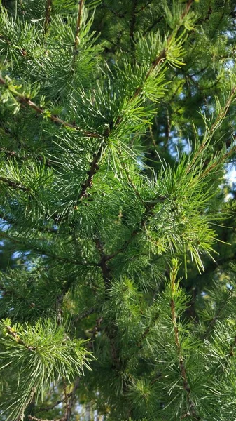 Grandes Branches Sapins Aiguilles Vertes Jaunes Brunes Automne Parfois — Photo