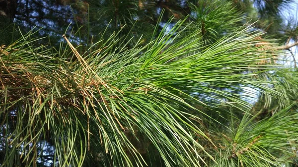 モミの木のクスクス大きな枝 秋の緑 茶色の針 — ストック写真