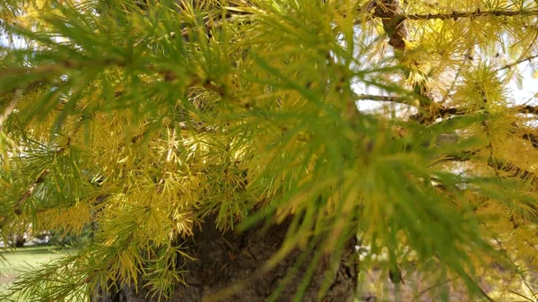 Shaggy Grote Takken Van Dennenbomen Groene Gele Bruine Naalden Herfst — Stockfoto