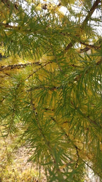 Shaggy Grandes Ramas Abetos Agujas Verdes Amarillas Marrones Otoño Veces —  Fotos de Stock