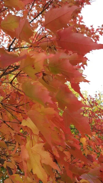 Bosque Otoñal Follaje Otoñal Árboles Otoñales Clima Todo Respira Otoño — Foto de Stock