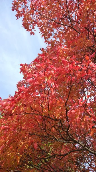 Herfstbos Herfstblad Herfstbomen Weer Alles Ademt Herfst Het Herfst — Stockfoto