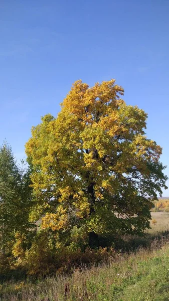 Forêt Automne Feuillage Automne Arbres Automne Temps Tout Respire Automne — Photo