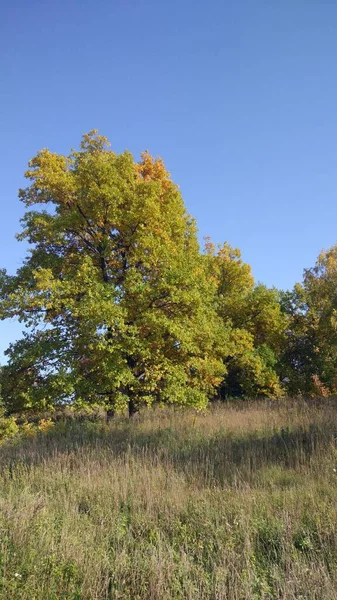 Podzimní Les Podzimní Listí Podzimní Stromy Počasí Všechno Dýchá Podzim — Stock fotografie