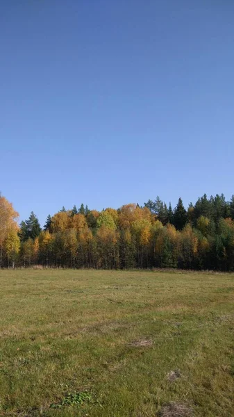 Höstskog Höstlövverk Höstträd Och Väder Allt Andas Hösten Det Höst — Stockfoto