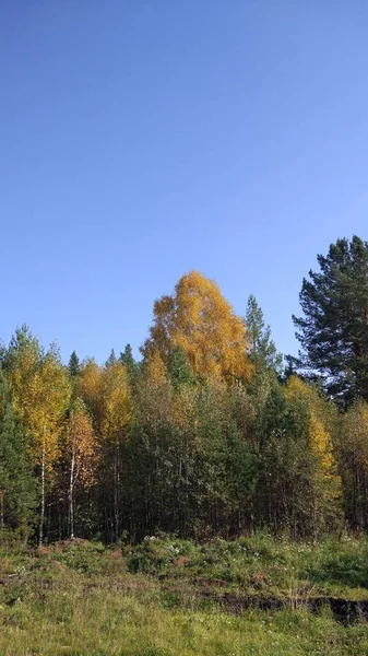 Herbstwald Herbstlaub Herbstbäume Und Wetter Alles Atmet Herbst Ist Herbstzeit — Stockfoto