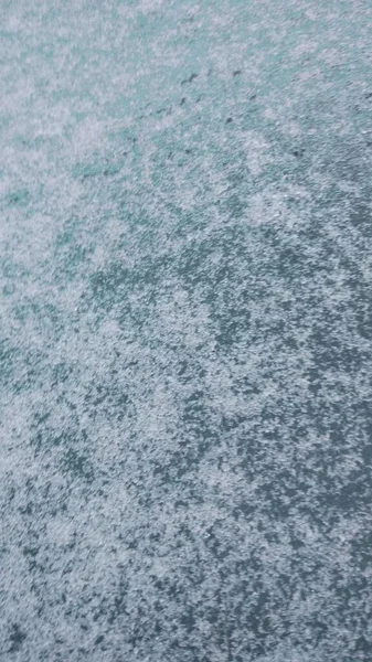 Première Neige Couvrait Tout Autour Fleurs Herbe Arbres — Photo