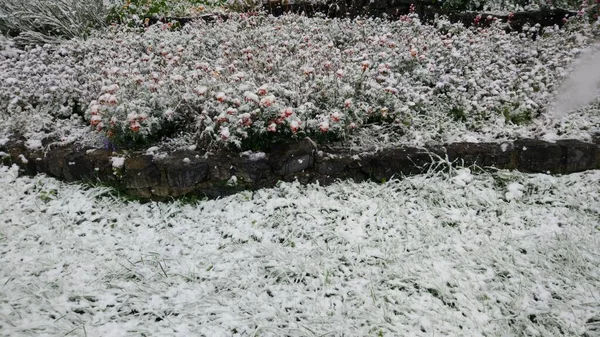 Primeira Neve Cobriu Tudo Redor Flores Grama Árvores — Fotografia de Stock