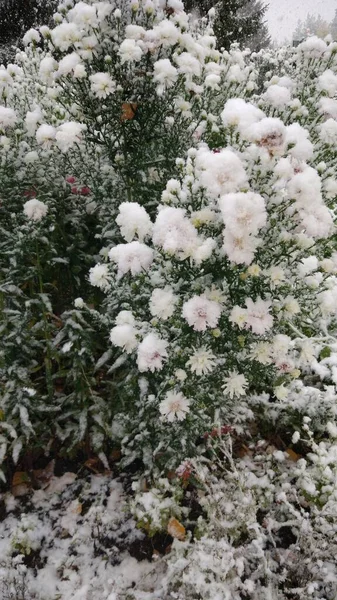 Primera Nieve Cubrió Todo Alrededor Flores Hierba Árboles —  Fotos de Stock
