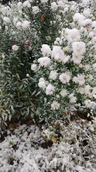 Primeira Neve Cobriu Tudo Redor Flores Grama Árvores — Fotografia de Stock