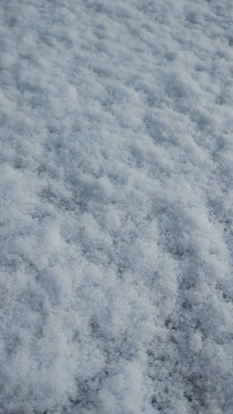 Pierwszy Śnieg Pokrył Wszystko Dookoła Kwiaty Trawa Drzewa — Zdjęcie stockowe